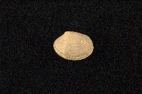 藏品(小眼花簾蛤)的圖片